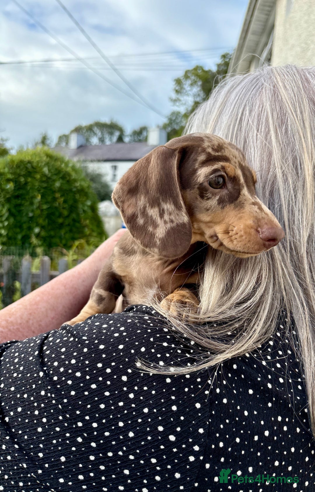Miniature Dachshund dogs for sale: *READY NOW! 2 STUNNING KC REG MINI DACHSHUND BOYS* - Image 19