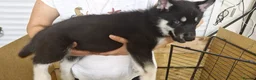 Siberian Husky dogs for sale: 5 Boys & 2 Girls Siberian Huskies – b. 21/5/26 - Advert 14