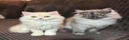 Persian cats for sale: 2 gorgeous cuddly Persian baby boys💙 - Advert 1