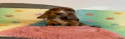 Cockapoo dogs for sale: F1 Cockapoo litter available  #DNA Health tested# - Advert 12