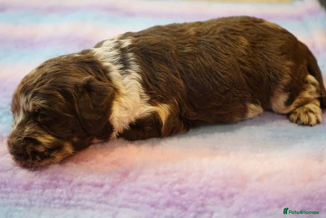 Labradoodle dogs for sale: Chocolate & chocolate Merle Labradoodles 🐾🐾🐾 - Advert 2