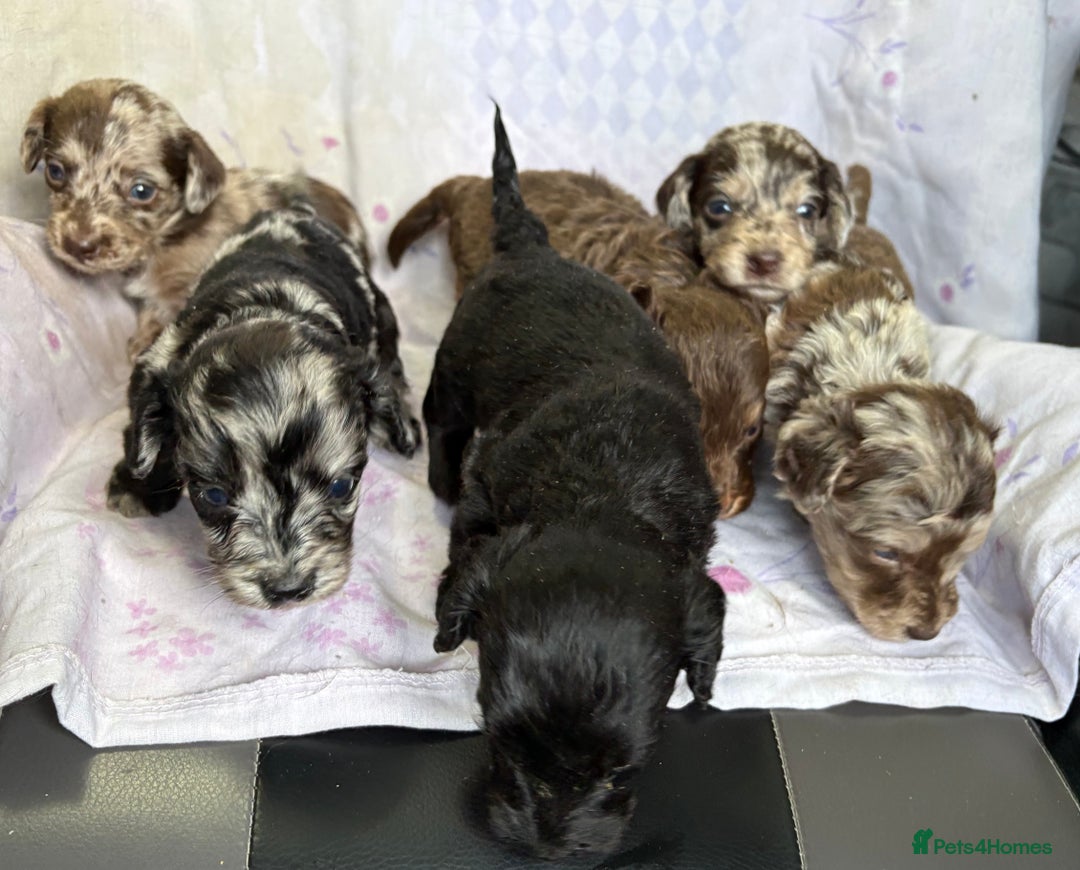 Doxiepoo dogs for sale: GORGEOUS DOXIEPOO PUPPIES  - Advert 9