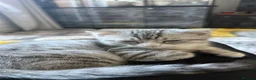 Scottish Fold cats for sale: White Scottish fold  in Leicester - Advert 6