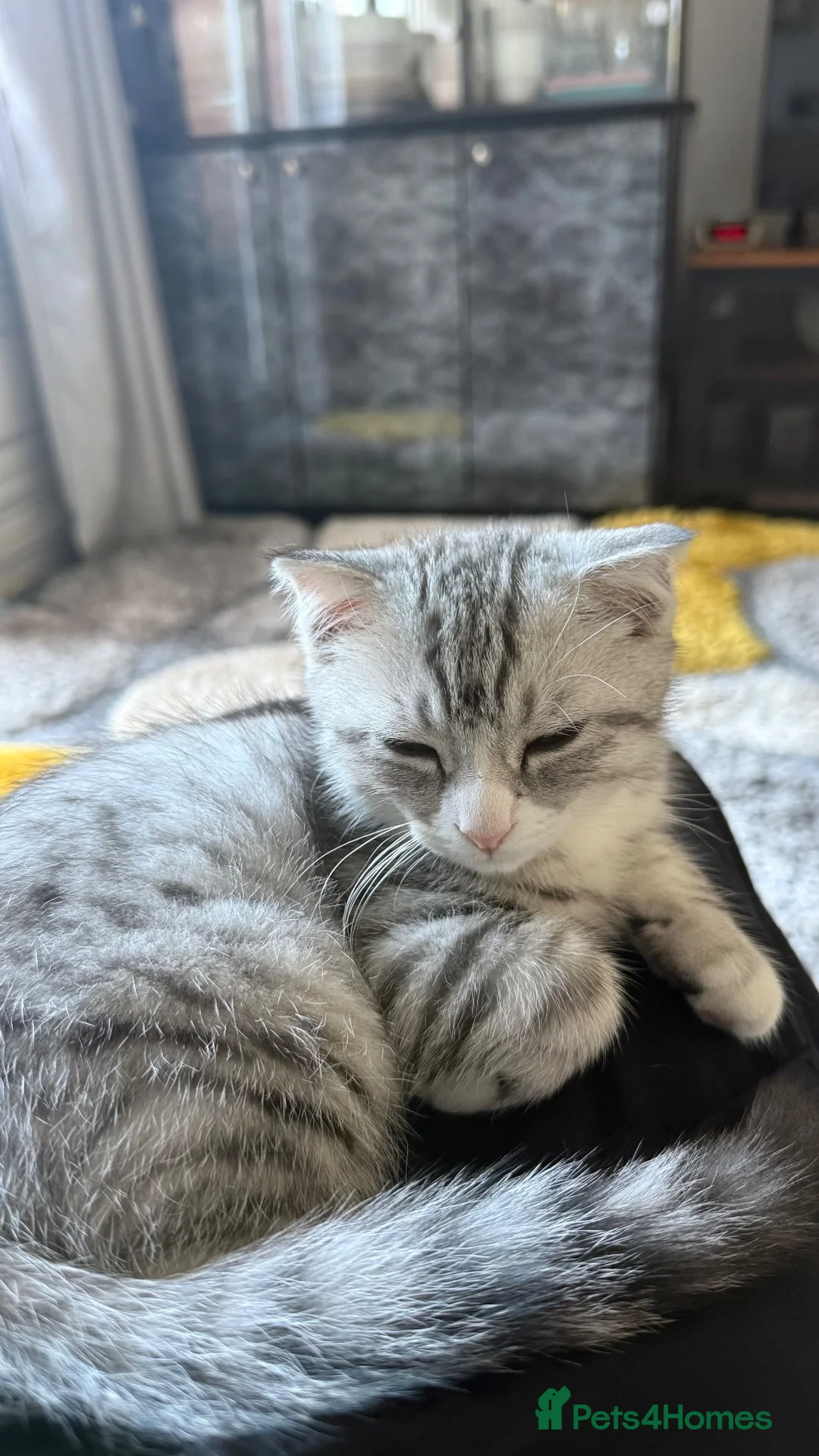 Scottish Fold cats for sale: White Scottish fold  in Leicester - Advert 6