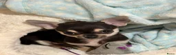 Chihuahua dogs for sale: brown and tanned full bread chihuahua puppys - Advert 4
