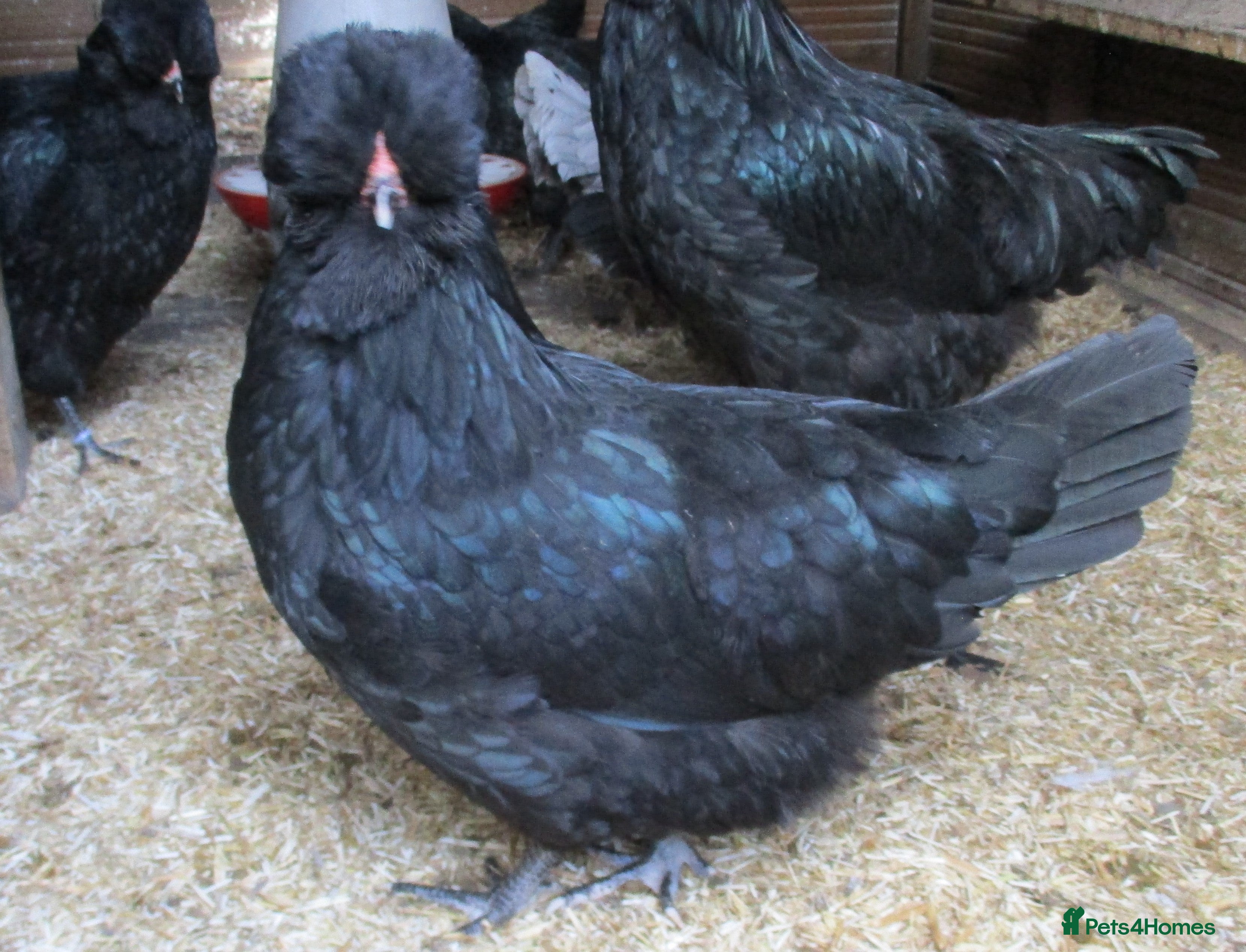 Chickens poultry Hatching eggs from Araucana, Pekins  Spikelettes - Advert 1