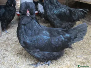 Chickens poultry Hatching eggs from Araucana, Pekins Spikelettes - Advert 1