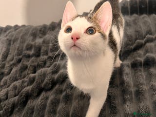 Mixed Breed cats 2 Kittens for sale 2 girls, Welcome to view - Advert 1