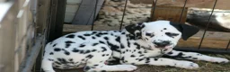 Dalmatian dogs for sale: Litter of pure Dalmatian puppies - Advert 28