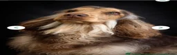 Cocker Spaniel dogs for sale: KC Registered Sable Show cocker spaniels  - Advert 4