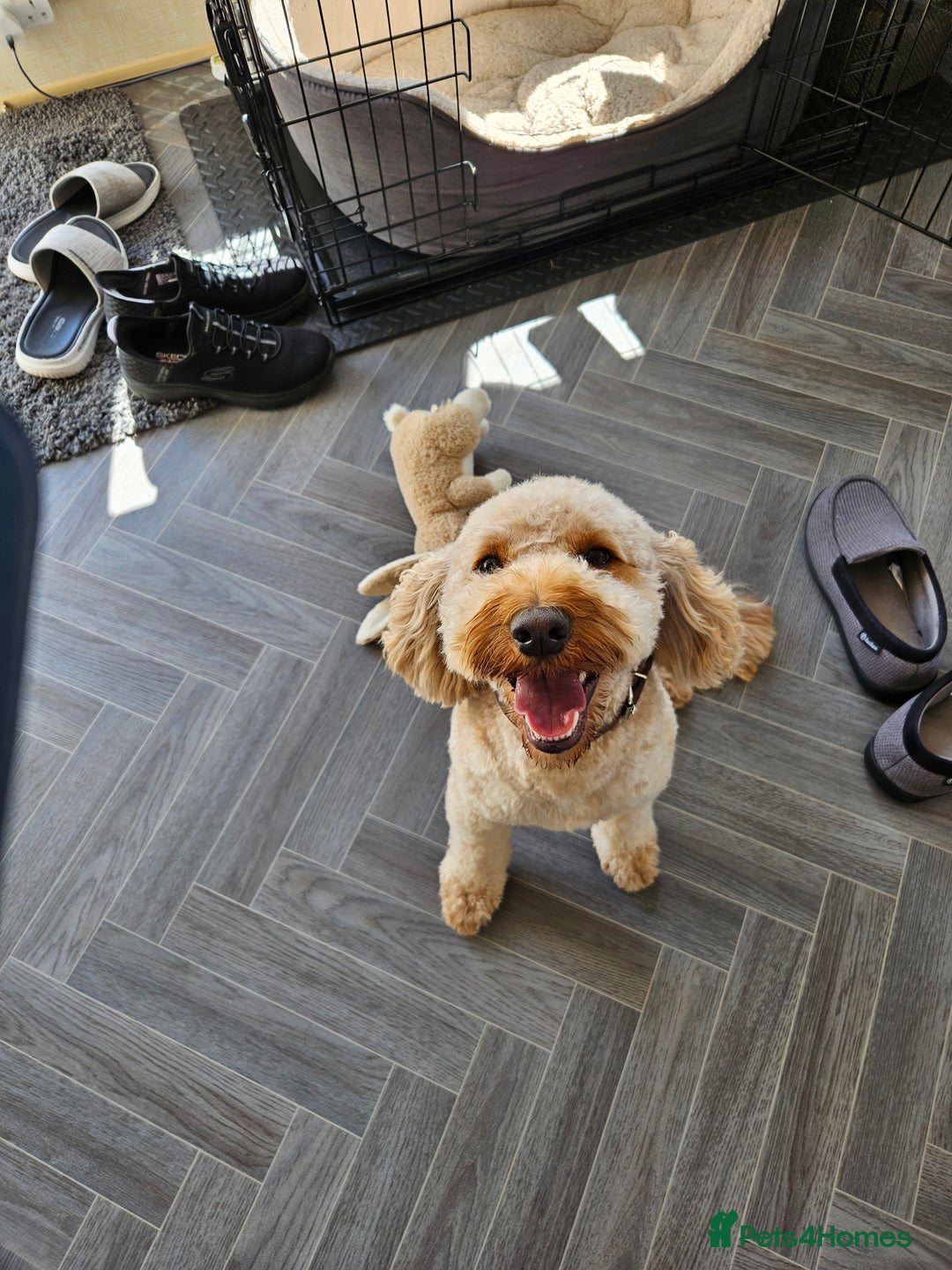 Cavapoo dogs for sale: Waffle, Looking For His Forever Home - Advert 2