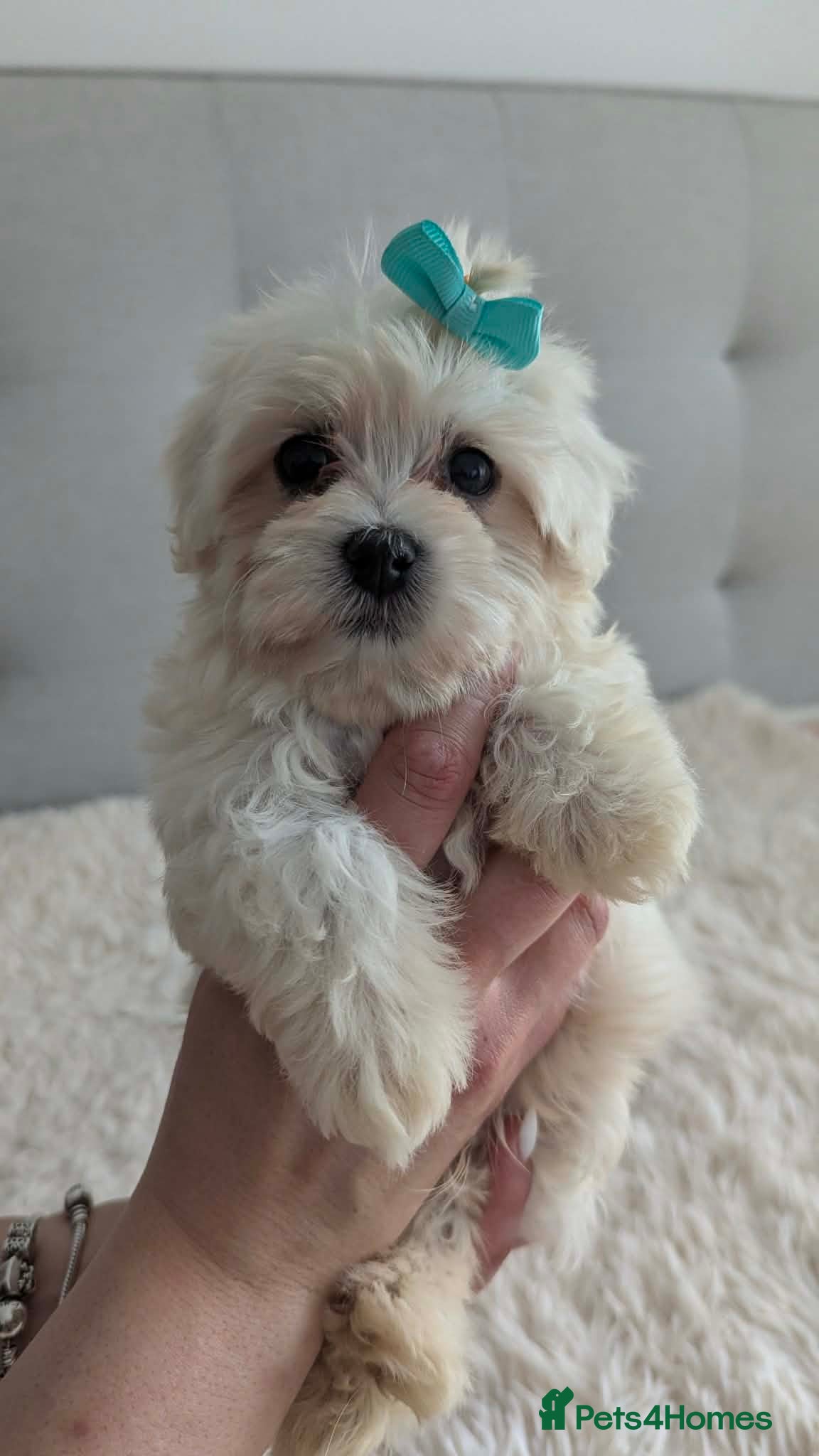 Maltipoo dogs Dominic C - Advert 1