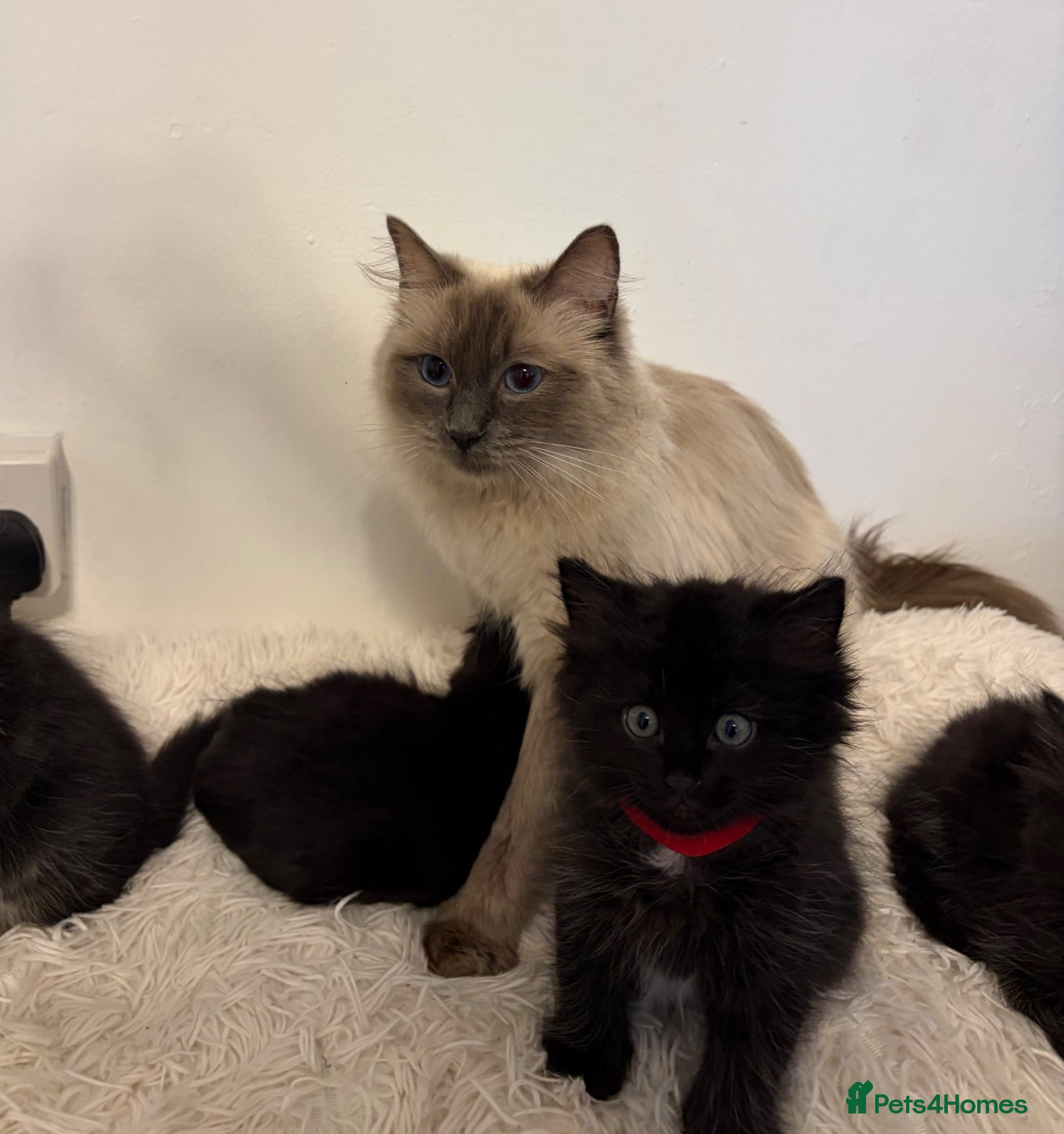 Ragdoll cats Beautiful Ragdoll cross kittens  - Advert 17