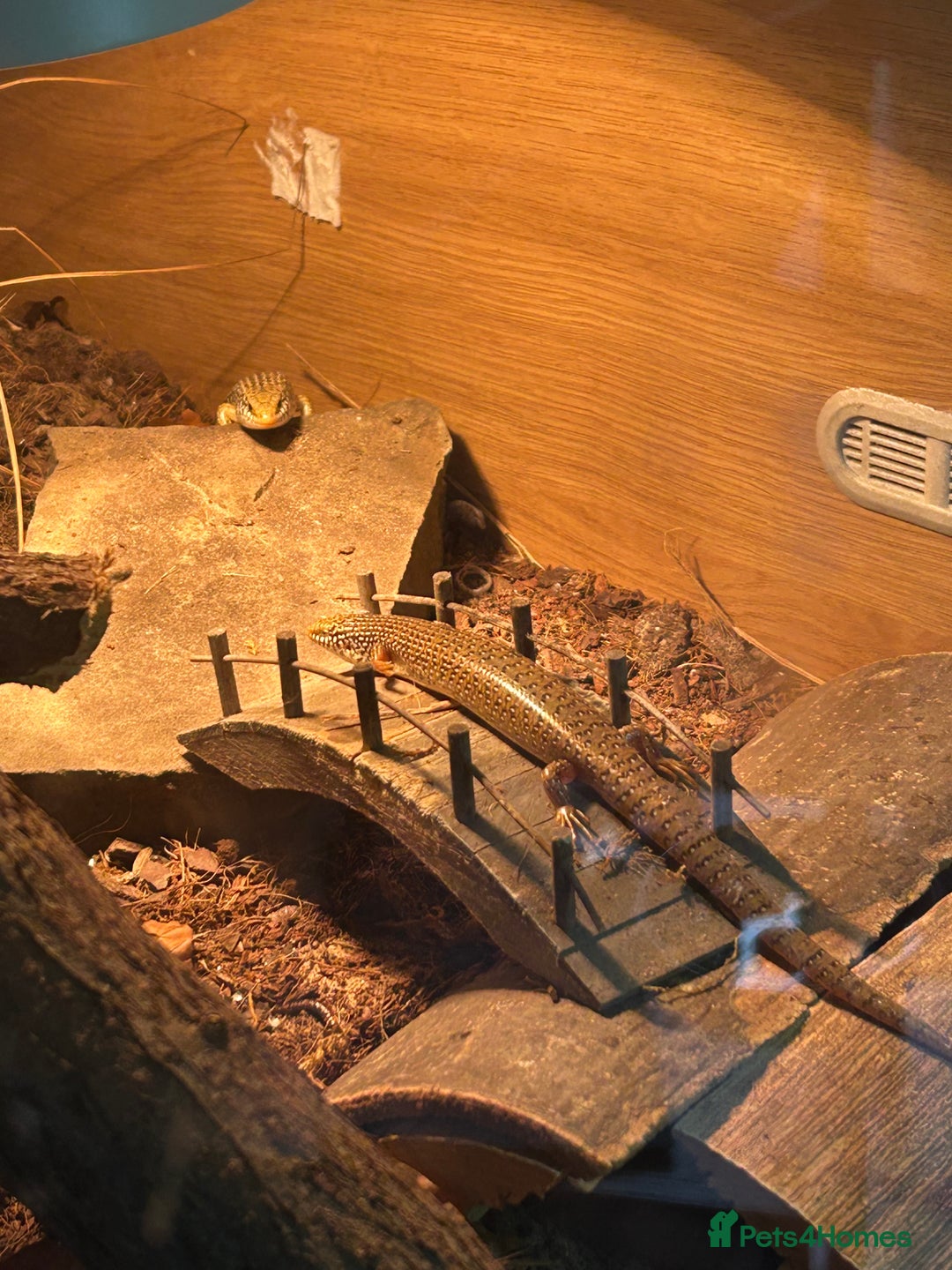 Skink reptiles for sale: Occelated Skinks - Image 6