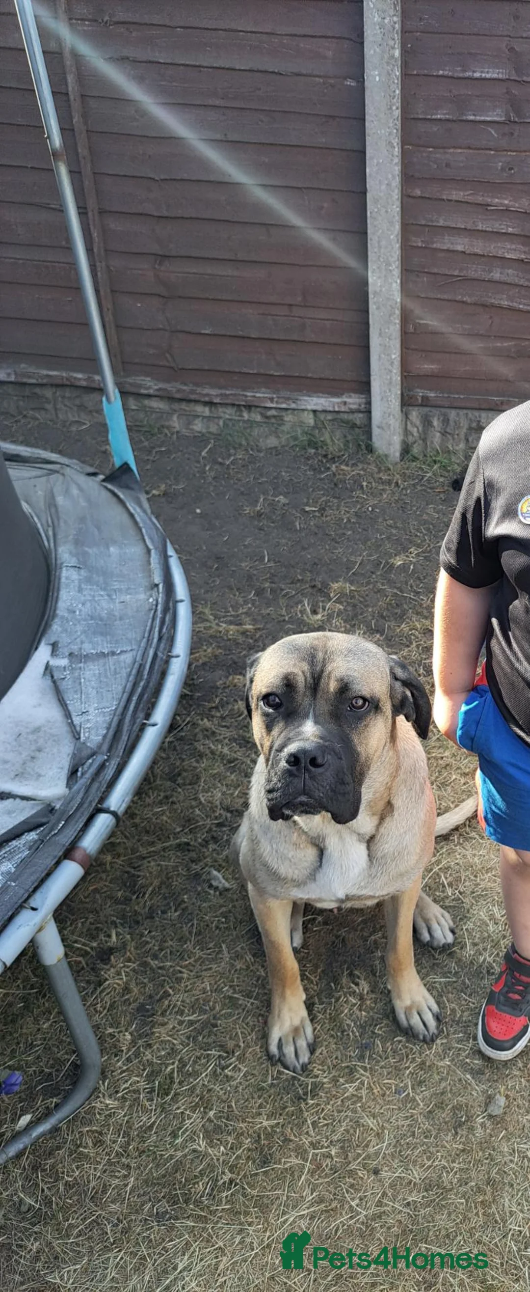 Mixed Breed dogs for sale: Cane corso mix in Mansfield - Advert 1