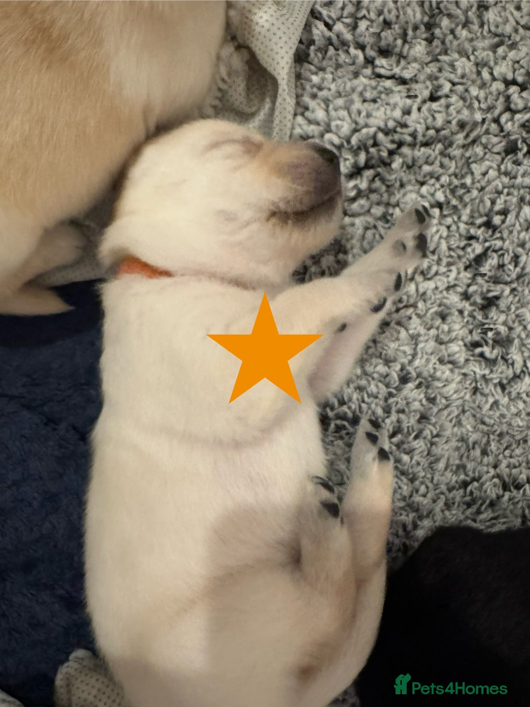 Labrador Retriever dogs for sale: Labrador Puppies – Licensed Breeder - Advert 22