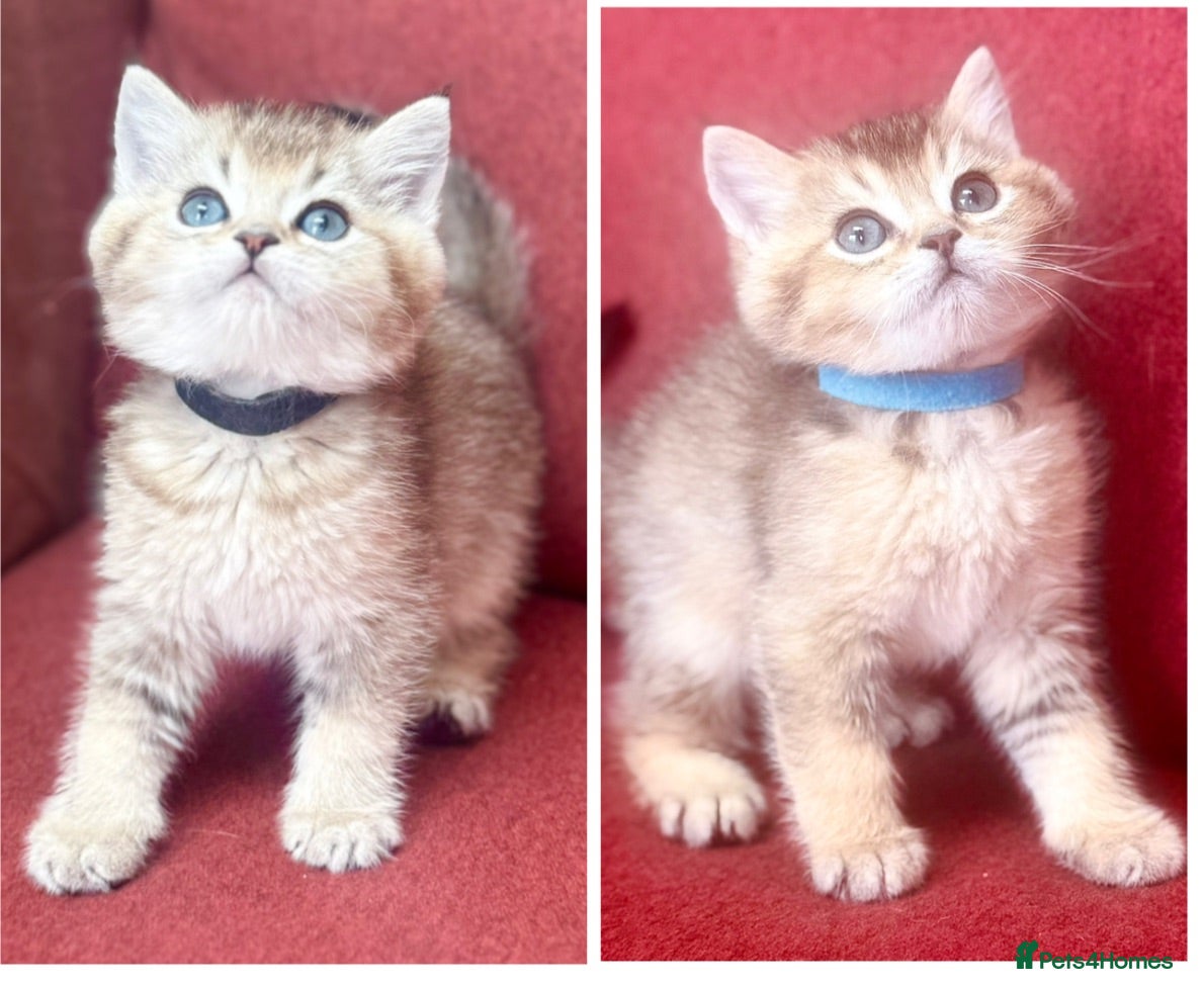 British Shorthair cats Gold GCCF British shorthairs boys - Advert 4