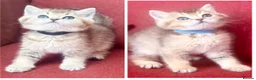 British Shorthair cats for sale: Gold GCCF British shorthairs boys - Advert 1