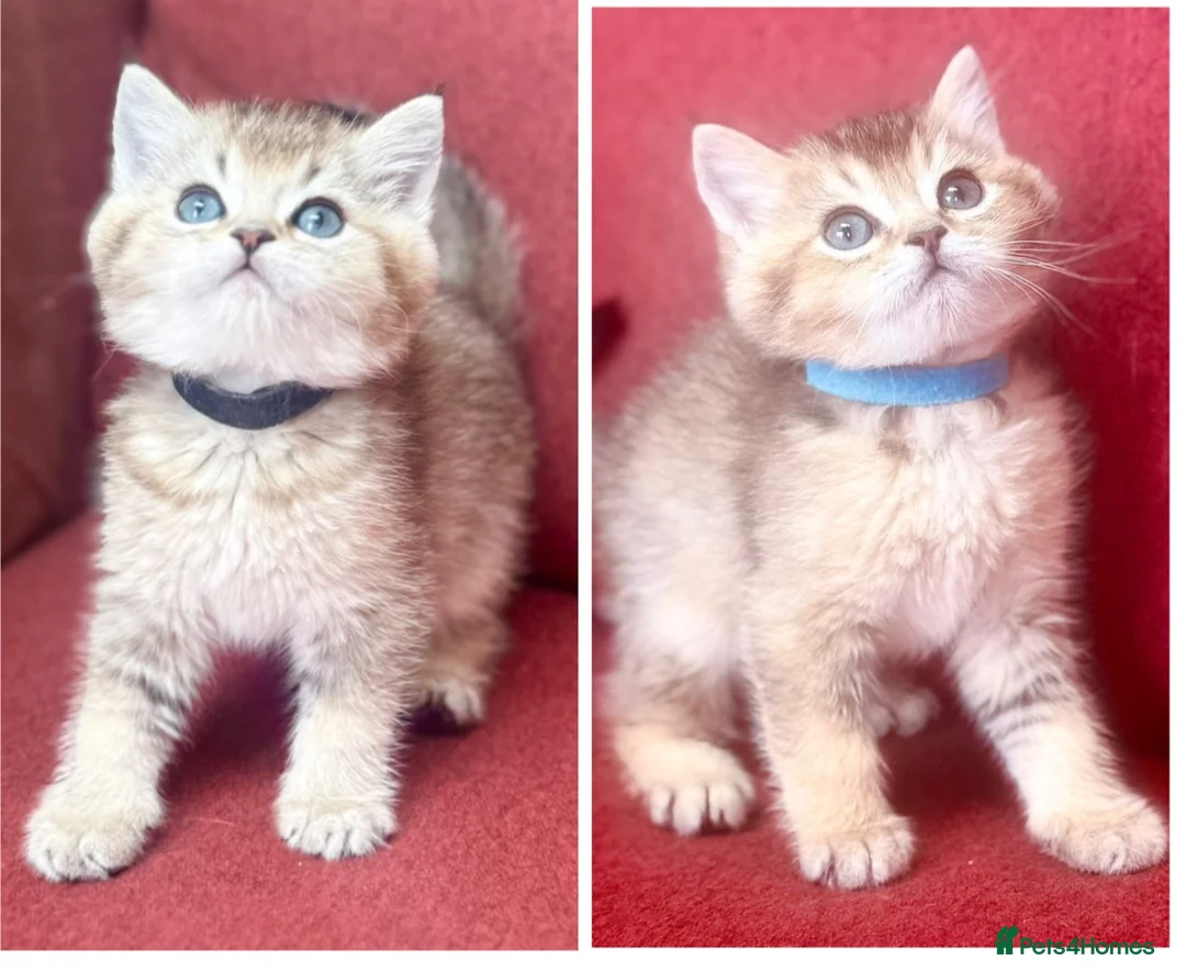 British Shorthair cats for sale: Gold GCCF British shorthairs boys - Advert 1