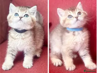 British Shorthair cats Gold GCCF British shorthairs boys - Advert 7