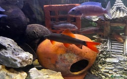Plecos fish for sale: Red tail shark  - Image 5