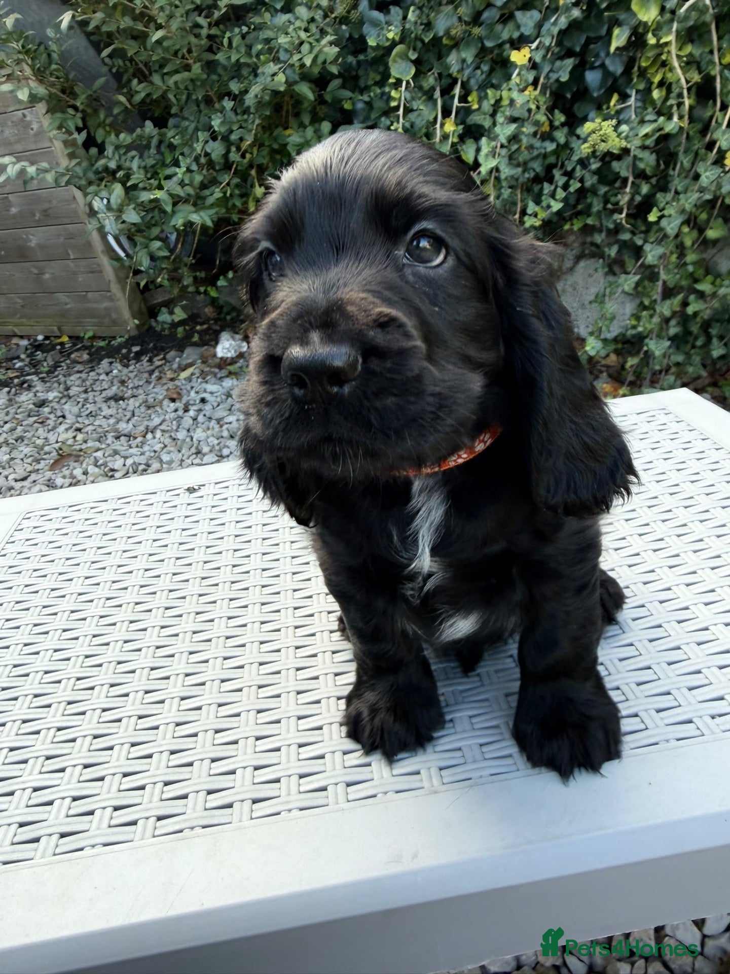 Cocker Spaniel dogs 💙 1 Gorgeous Boy 💙 - Advert 1