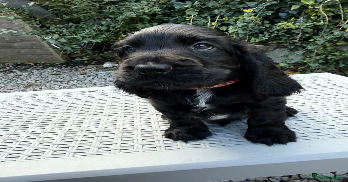 Black and white dogs Cocker Spaniel Puppies for sale | Pets4Homes