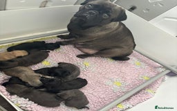 Pug dogs for sale: Kc registered pugs  - Image 11