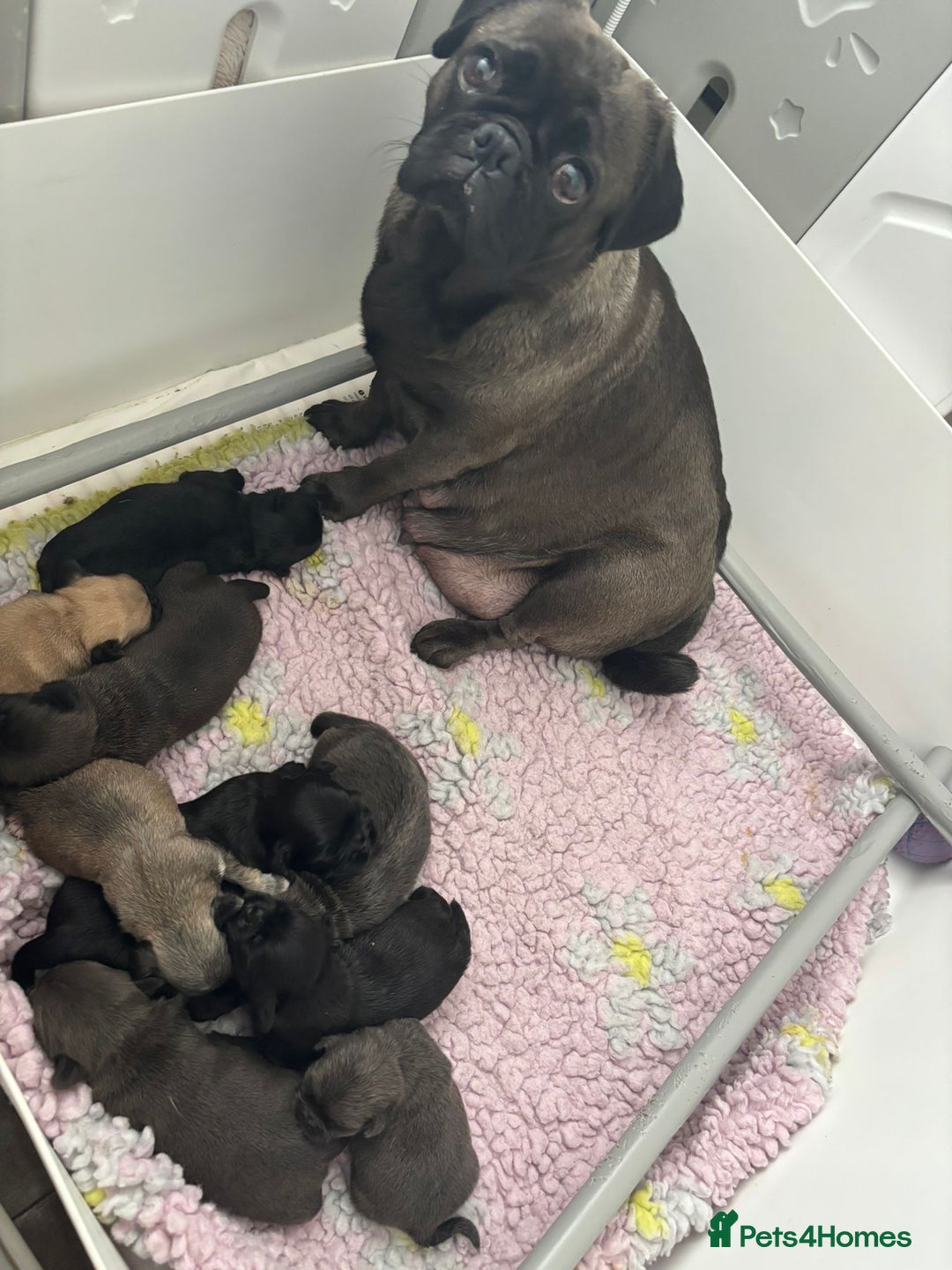 Pug dogs for sale: Kc registered pugs  - Image 11