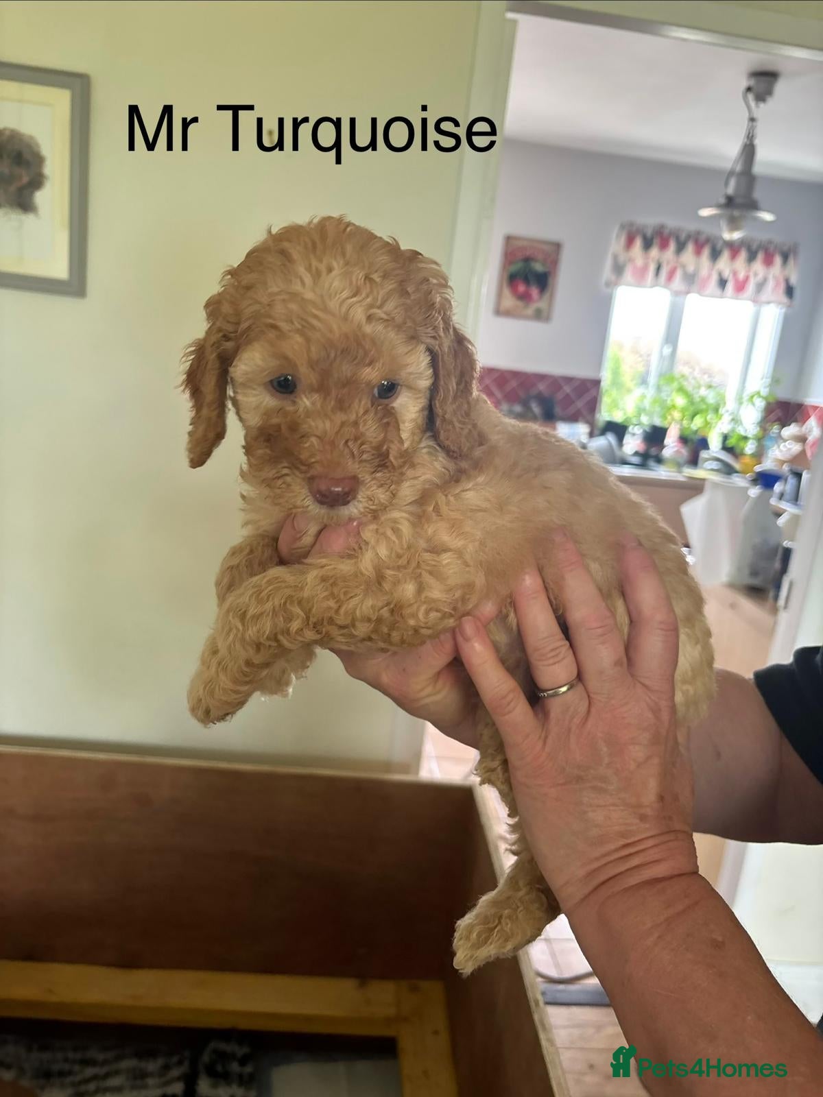 Mixed Breed dogs for sale: Moyen/miniature poodle - Advert 12