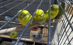Budgerigars birds for sale: Budgies for Sale Many colours Cages Available  - Image 27