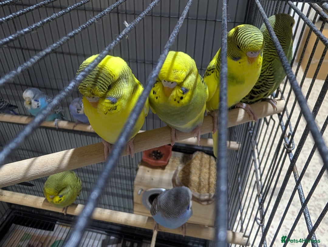 Budgerigars birds for sale: Budgies for Sale Many colours Cages Available  - Image 27
