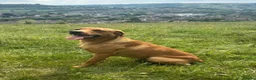 Labrador Retriever dogs for sale: KC Pedigree Labradors for sale  - Advert 12