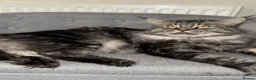 Maine Coon cats for stud: Beautiful main coon stud muffin in Smethwick - Advert 11