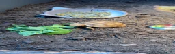 Tortoise reptiles for sale: Sulcata tortoise for sale   in Ellesmere Port - Advert 2