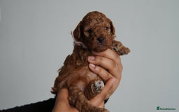 Cavapoo dogs for sale: Beautiful toy Cavapoo puppies 🐶 🐾 - Image 15
