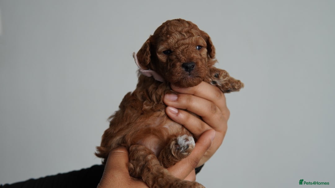 Cavapoo dogs for sale: Beautiful toy Cavapoo puppies 🐶 🐾 - Image 15