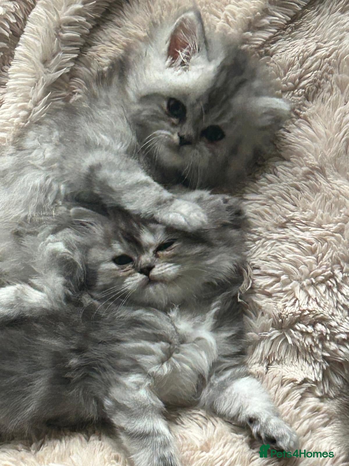 Ragdoll cats Ragdoll / Persians - Only 1 Girl left!!  - Advert 2