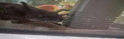 Axolotl reptiles for sale: Male and female axolotl for sale. in Lowestoft - Advert 3