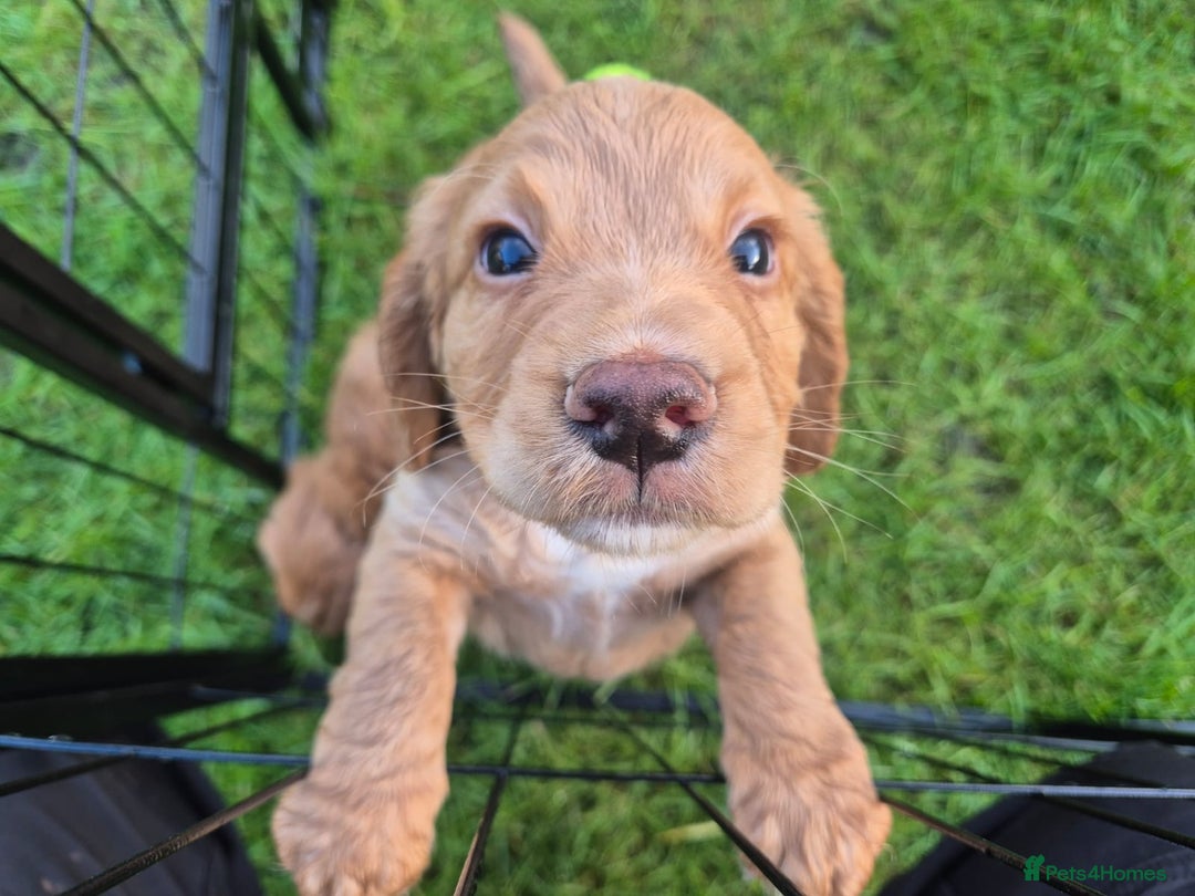 Cocker Spaniel dogs for sale: Working cocker spaniel, kc reg & many FTCH ,3boys - Advert 3