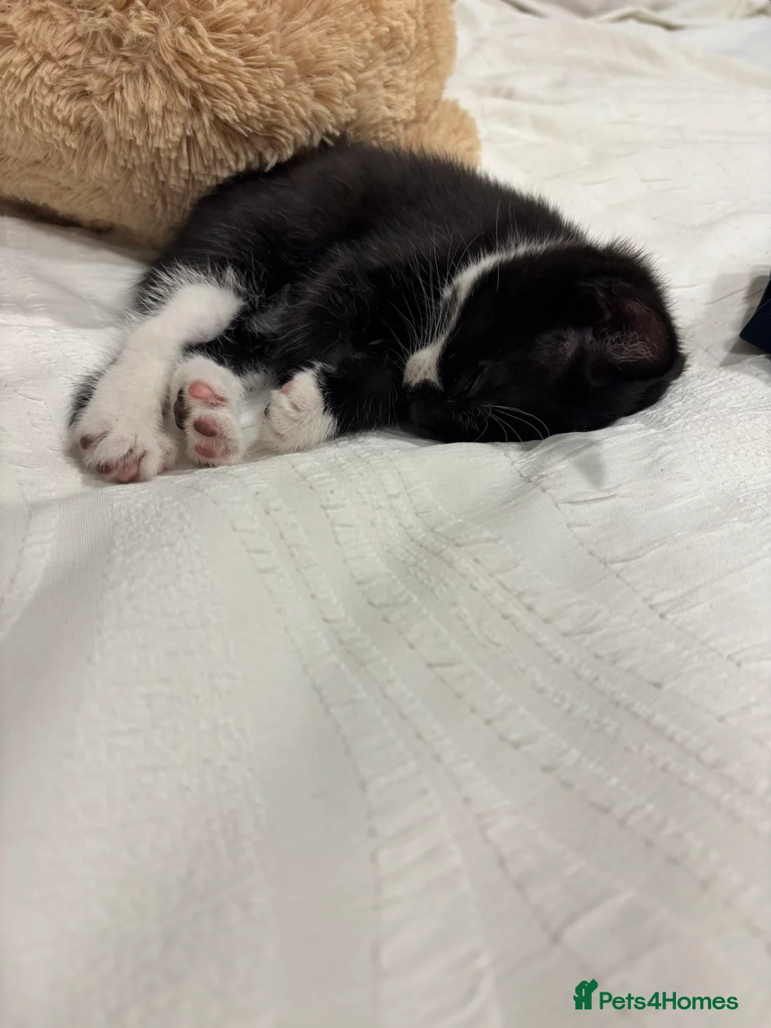 Mixed Breed cats for sale: Minnie  in Gloucester - Advert 1
