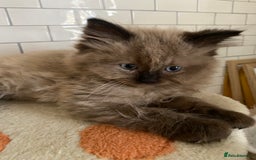 Ragdoll cats for sale: Ragdoll kittens boys and girls - Image 17