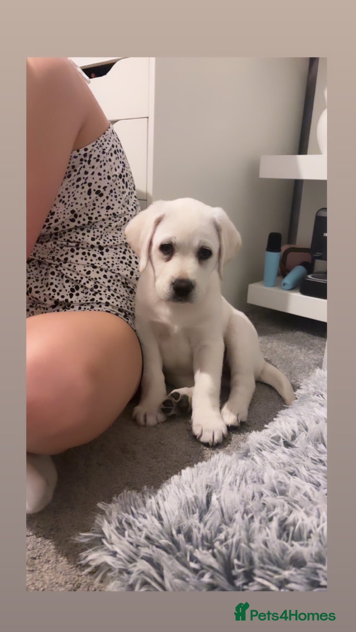 Labrador Retriever dogs Lab female puppy - Advert 7