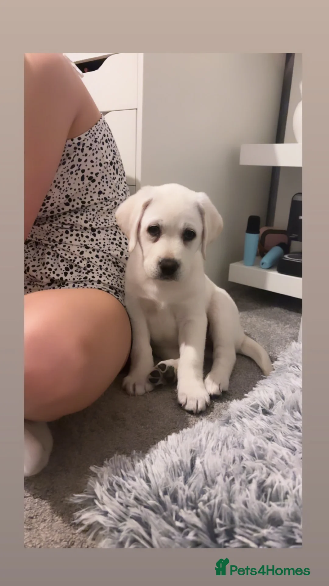 Labrador Retriever dogs for sale: Lab female puppy in Falkirk - Advert 1