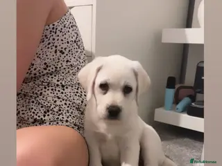 Labrador Retriever dogs Lab female puppy - Advert 11