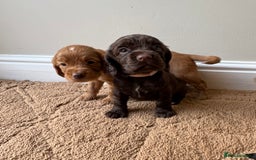 Cocker Spaniel dogs for sale: Stunning cocker spaniel puppies  - Image 7