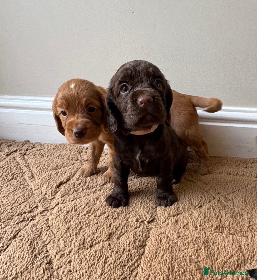 Cocker Spaniel dogs for sale: Stunning cocker spaniel puppies  - Image 7