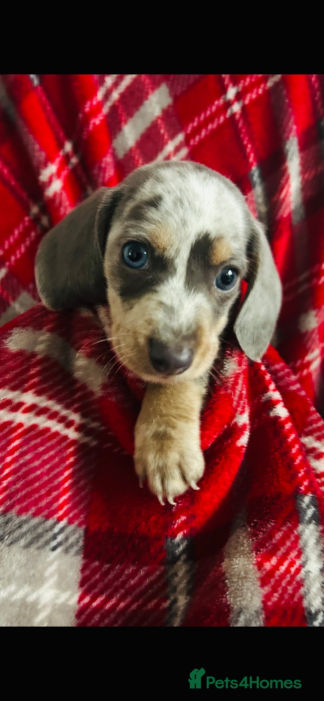 Dachshund dogs for sale: MINIATURE DACHSHUND PUPS FOR SALE  - Image 4