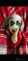 Dachshund dogs JUST 3 LEFT MINIATURE DACHSHUND PUPS FOR SALE - Advert 5