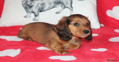 Dachshund dogs - Advert 10
